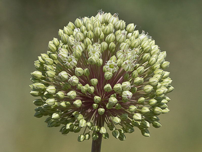 Inflorescencia de Ajipuerro, Allium ampeloprasum 