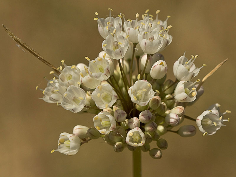 Ajo porro (Allium stearnii Pastor & Valdés)