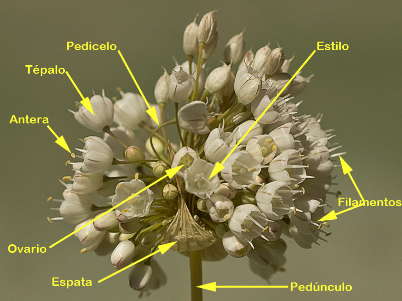 Partes de la flor del Ajo porro (Allium stearnii Pastor & Valdés)con los tépalos ya abiertos