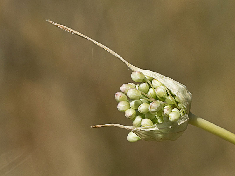 Ajo porro (Allium stearnii Pastor & Valdés)con los tépalos aún cerrados