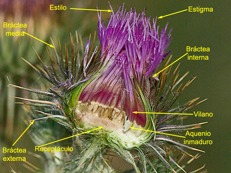 Características y partes de la inflorescencia de la Onopordum acanthium, Alcachofa borriquera