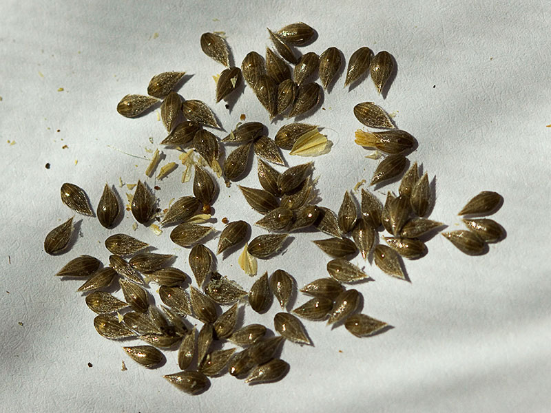  Semillas de Alpiste (Phalaris canariensis)
