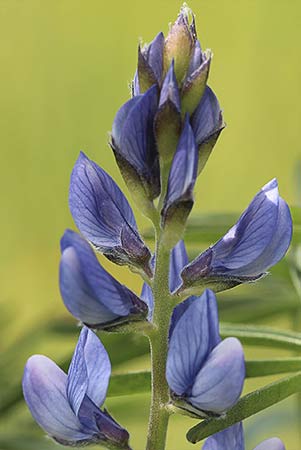 Flores de altramuces azules (Lupinus angustifolius)
