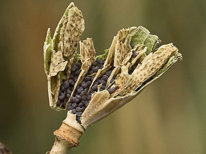 Semillas de la amapola  (Papaver rhoeas)