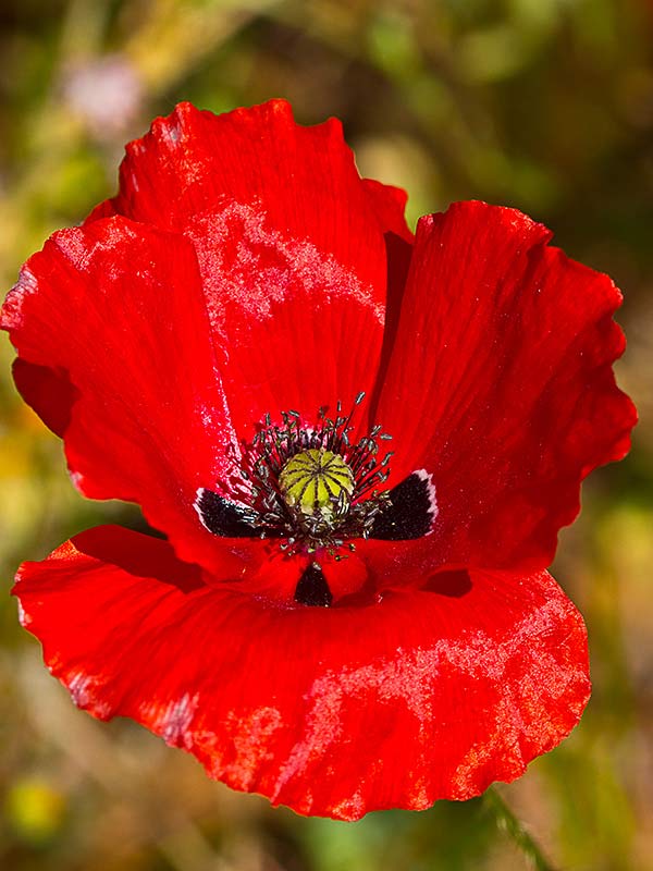 Flor de la amapola  (Papaver rhoeas)