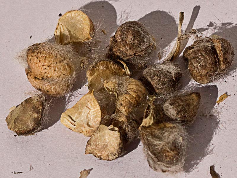 Semillas del Astrágalo florido (Astragalus alopecuroides)