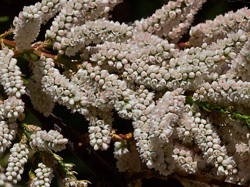 Antesis de la Atalfa de flor blanca (Tamarix canariensis )