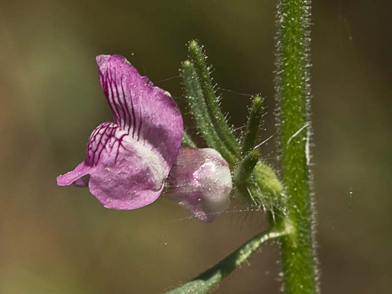 Flor de la becerrilla o dragoncillo (Misopates orontium)