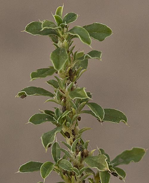 Rama de Bledo blanco (Amarnathus albus)