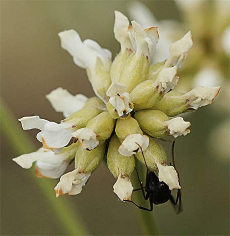Inflorescencia de la bocha (Dorycnium pentaphyllum)