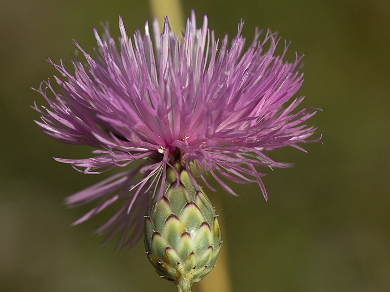 Flor de la cabezuela (Mantisalca salmantica)