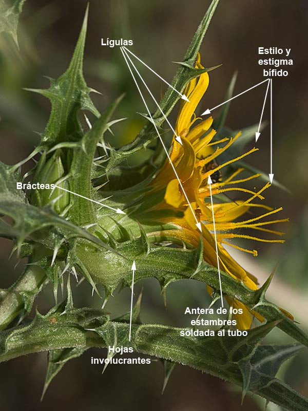 Estructura de la Flor del cardillo (Scolymus hispanicus L )