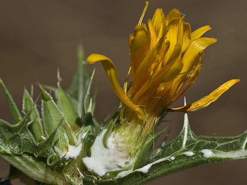 Sección de la Flor del cardillo (Scolymus hispanicus L )