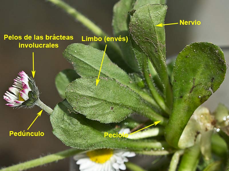 Chiribita (Bellis perennis)
