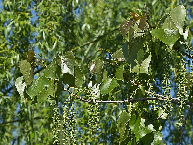 Chopo (Populus nigra)