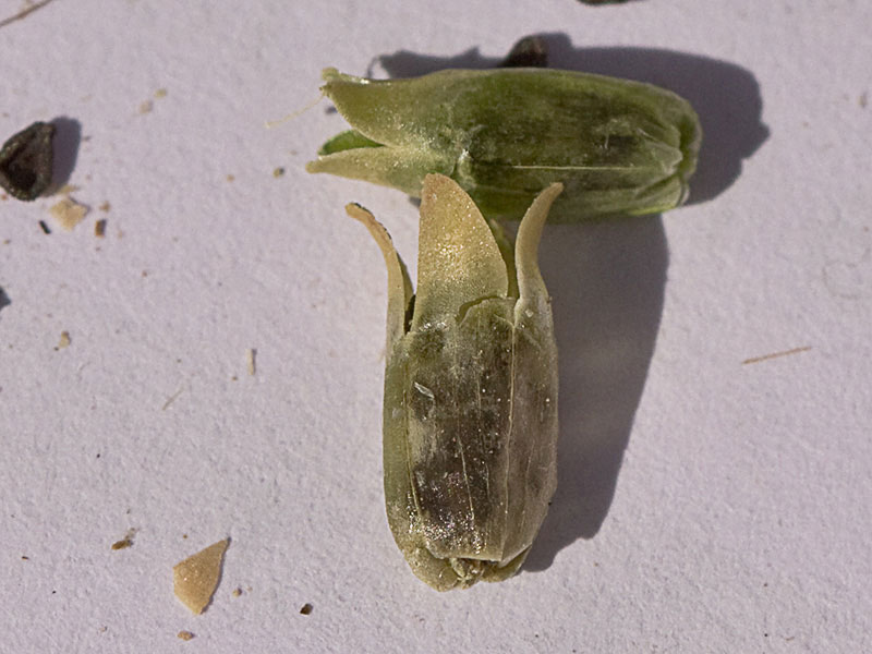 Cápsula oblonga de Clavelina silvestre, Petrorhagia dubia, que contine las semillas
