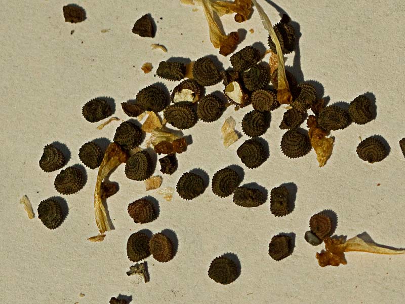 Semillas de collejas (Silene vulgaris)