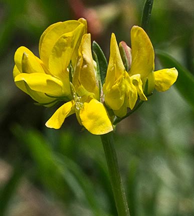 Flores del cuernecillo (Lotus corniculatus)