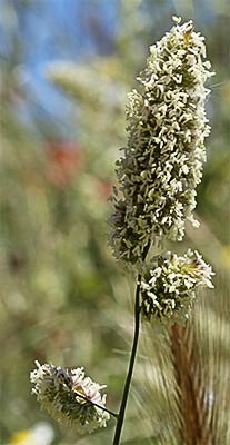 Dactilo (Dactylis glomerata subsp hispanica)