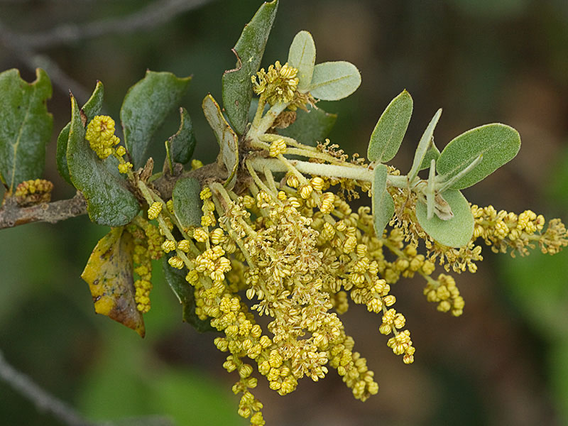 Ramillete de flores de la encina (Quercus ilex)