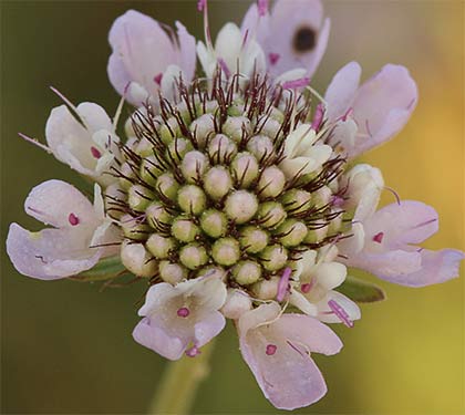 Flor de escabiosa