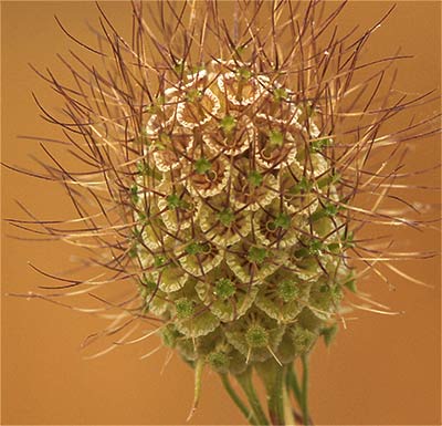 Fruto de la escabiosa (Scabiosa columbaria)