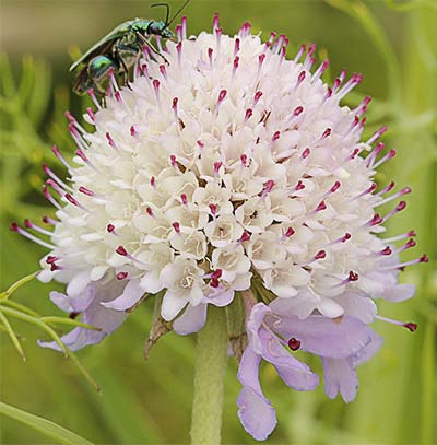 Infloresecencia de la escabiosa (Scabiosa columbaria)