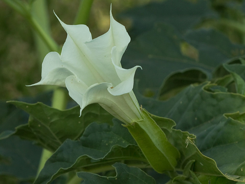 Flor del Estramonio (Datura stramonio)