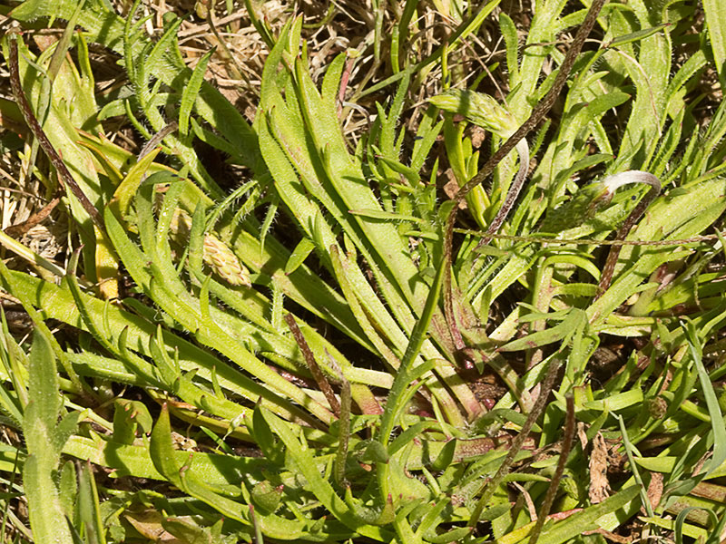 Estrellamar (Plantago coronopus)