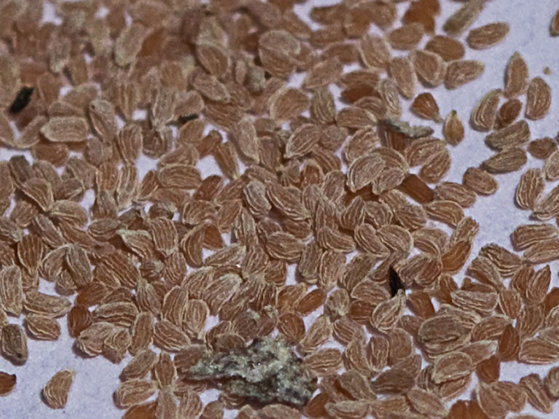 Semillas de la Bellardia trixago (gallocresta bicolor)