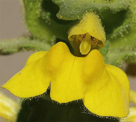 Flor de la gallocresta amarilla (Bartsia trixago)
