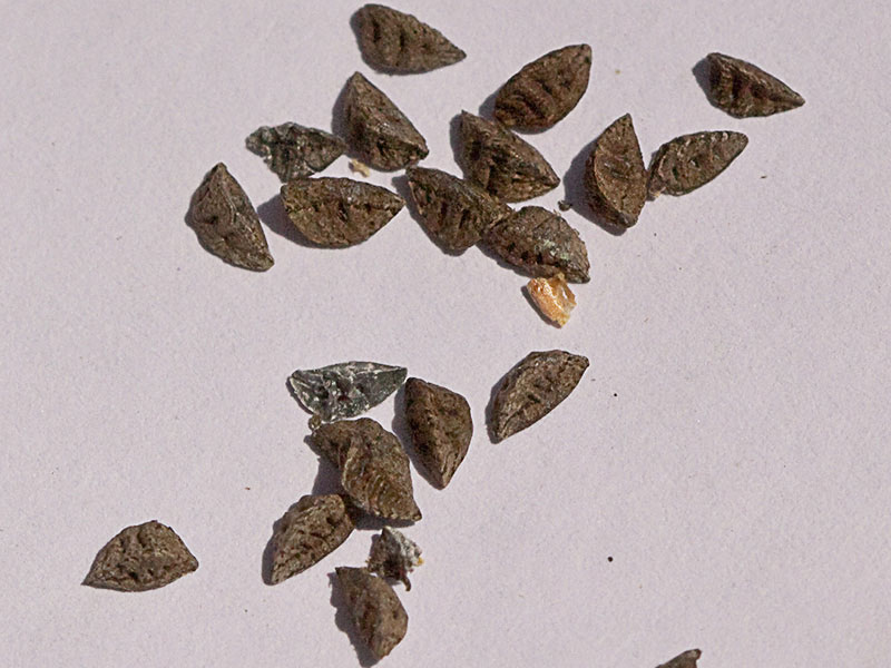 Semillas del Gamoncillo, gamonita o cebollana (Asphodelus fistulosus)