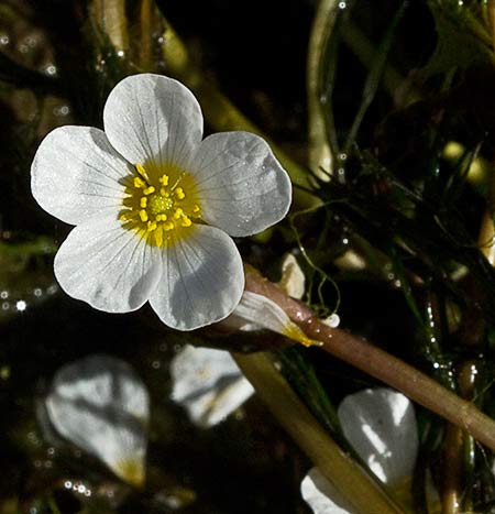 Flor de la Hierba lagunera (Ranunculus aquatilis)