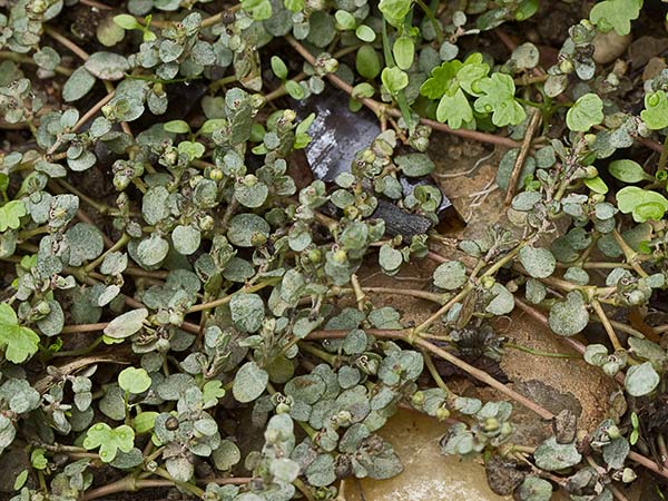 Hierba meona (Chamaesyce serpens)