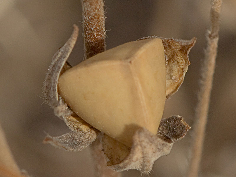 Fruto en cápsula  de la hierba del cuadrillo (Helianthemum salicifolium)