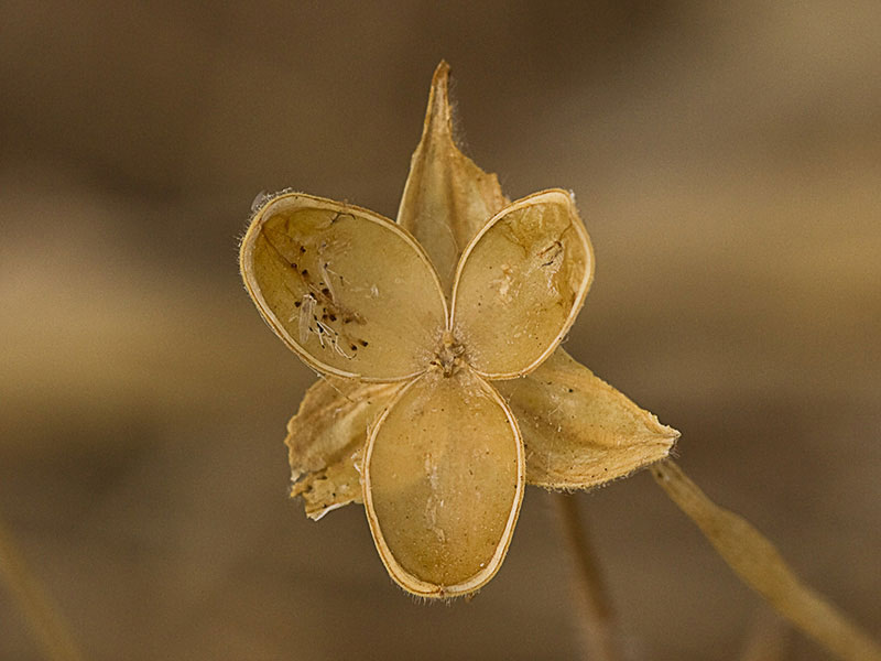 Cápsula, semillas y restos placentarios de la hierba del cuadrillo (Helianthemum salicifolium)