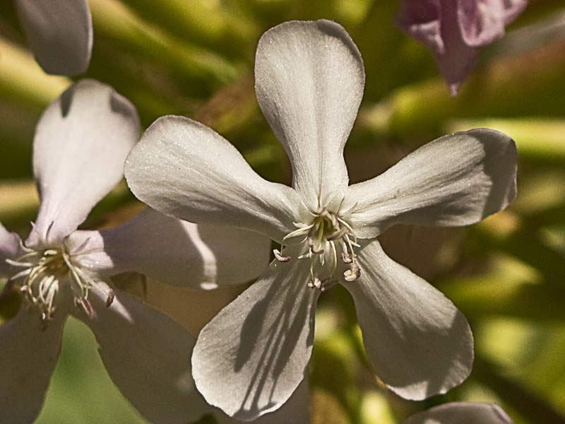 Flor de la Jabonera (Saponaria officinalis) 