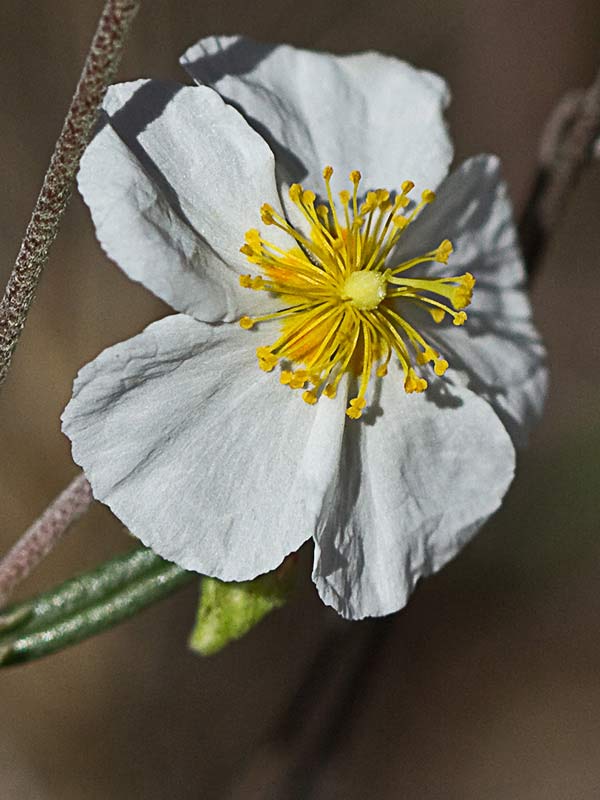 Flor de la Perdiguera (Helianthemum apenninum)
