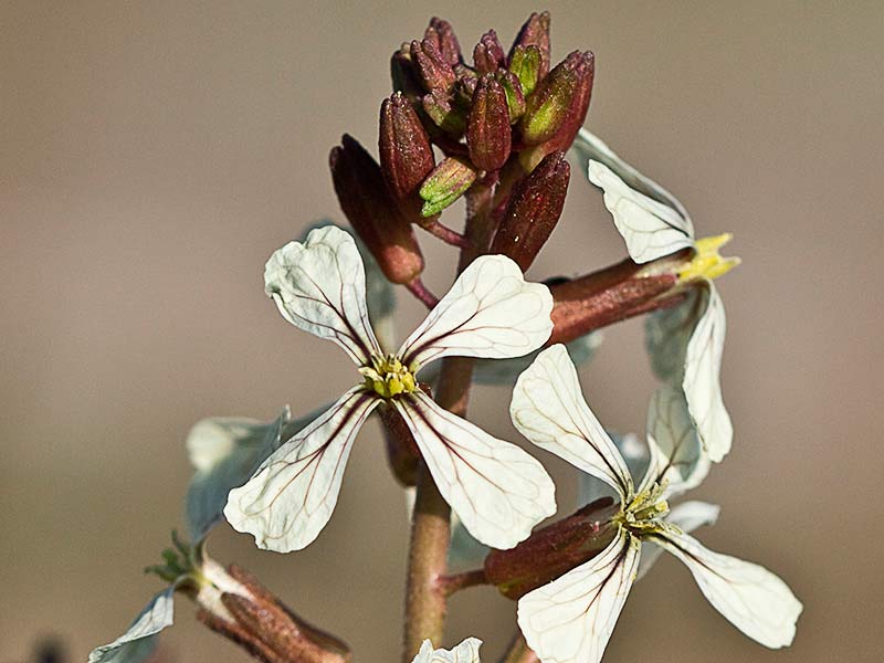 Rabaniza (Eruca vesicaria)