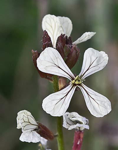 Rabaniza (Eruca vesicaria)