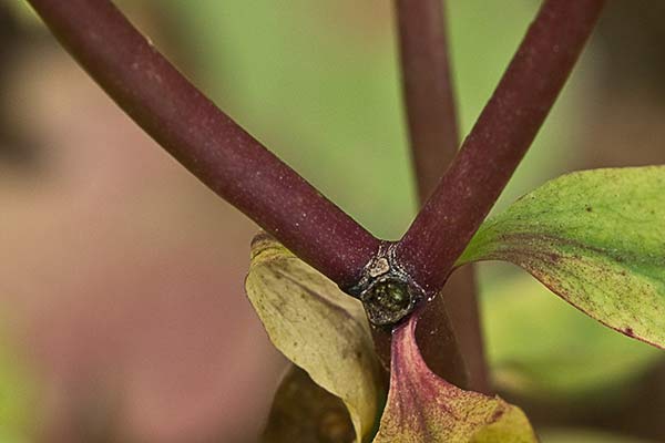 Lecherina (Euphorbia peplus)