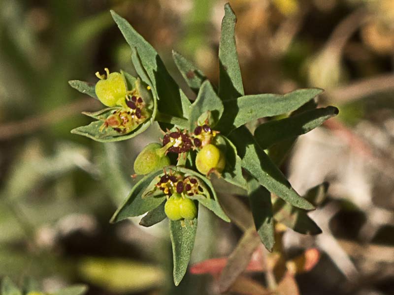 Lechetrezna romeral (Euphorbia exigua)