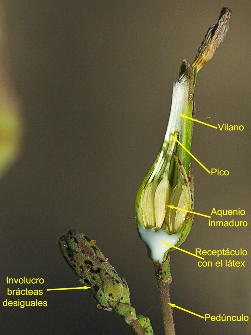 Partes y estructura del capítulo semimaduro de la Lechuguilla (Lactuca serriola)