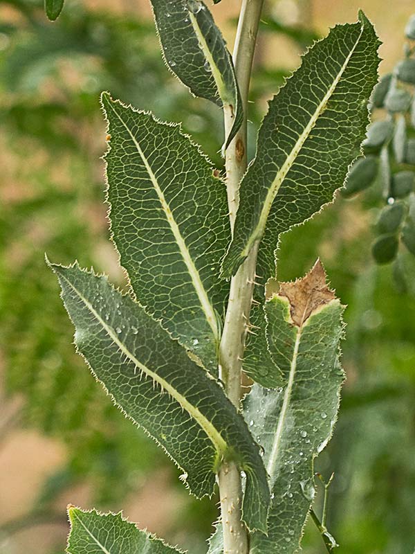 Tallo y hojas enteras de la Lechuguilla (Lactuca serriola)