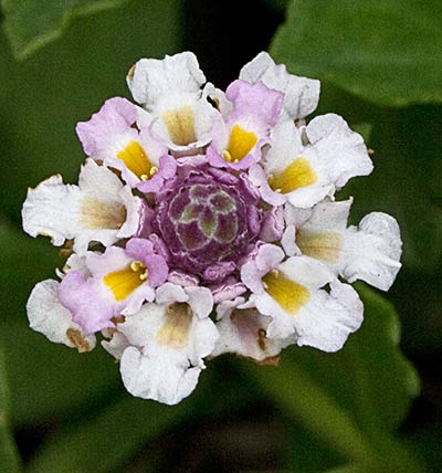 Inflorescencia de la Lipia (Lippia nodiflora, Lippia repens)