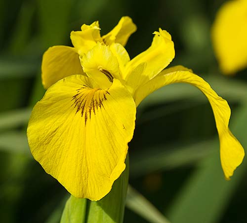 Lirio amarillo (Iris pseudacorus)