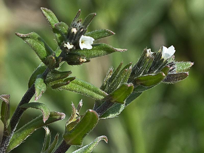 Litospermo (Buglossoides arvensis)