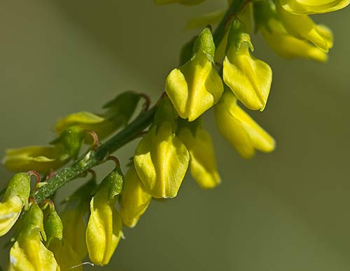Racimo de flores del Meliloto común (Meliloto officinalis)