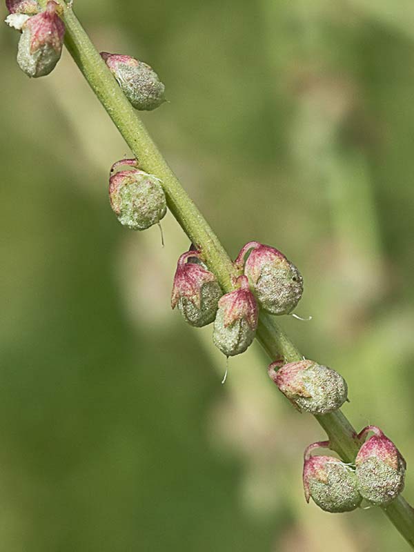 Racimo de frutos del Meliloto común (Meliloto officinalis)
