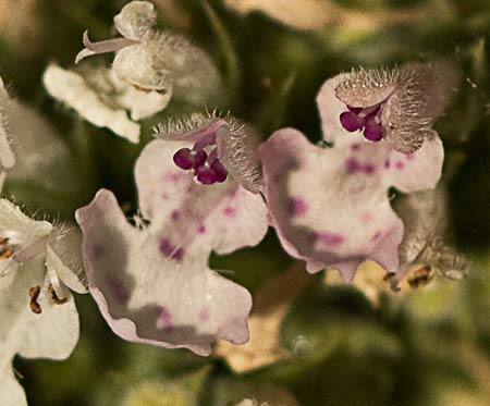 Flores  de la  Menta gatuna (Nepeta cataria)